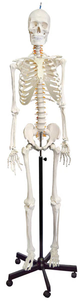 Human Skeleton Rod Mount 170cm with Flexible Spine