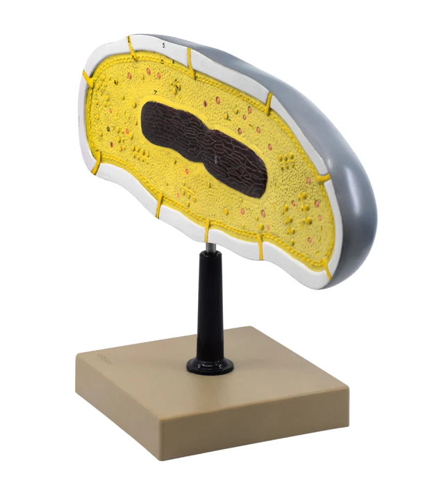 Bacteria Cell Structure Model, 10 Labeled Structures with Key Card