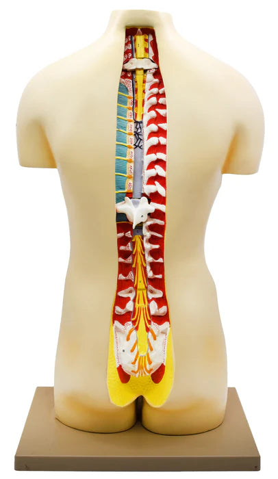 Dual Gender Torso Model with Open Front and Back Sections, 28 Parts