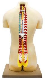 Dual Gender Torso Model with Open Front and Back Sections, 28 Parts