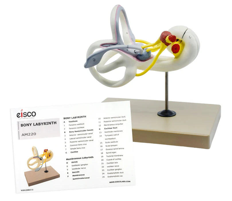 Inner Ear Labyrinth Model, 16x Life Size