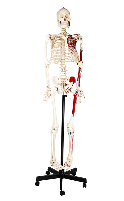 Full-Size Human Skeleton with Painted Muscles Model, Rod Mount