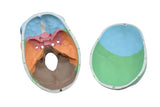Didactic Human Adult Skull Model, 3 Part Color Coded