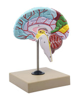 Human Half Brain Model Life-Size Cross Section