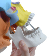Didactic Human Adult Skull Model, 3 Part Color Coded
