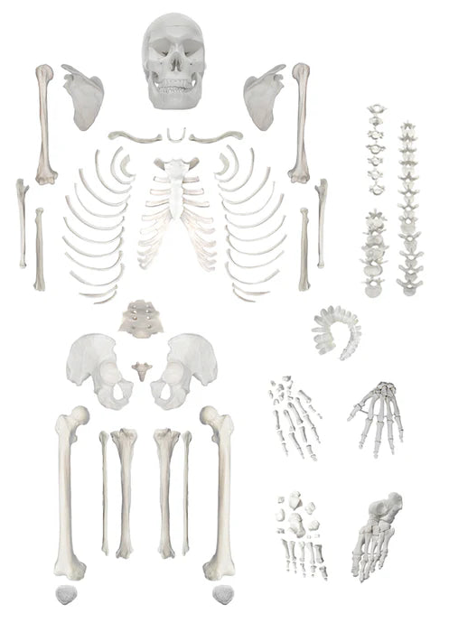 Life-Size Disarticulated Adult Human Skeleton