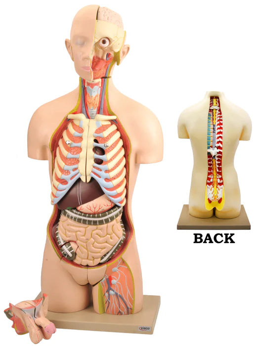 Dual Gender Torso Model with Open Front and Back Sections, 28 Parts