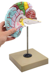 Human Half Brain Model Life-Size Cross Section