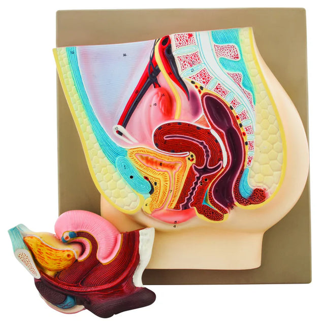 Female Pelvis Model with Removable Bladder and Rectum – Anchor Simulation