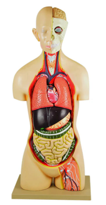 Life-Size Genderless Premium Human Torso with Open Back, 15 Part