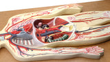 Human Circulatory System Model Hand Painted