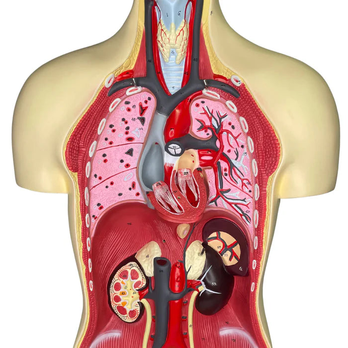 Torso with Head 8 Parts - African American Male