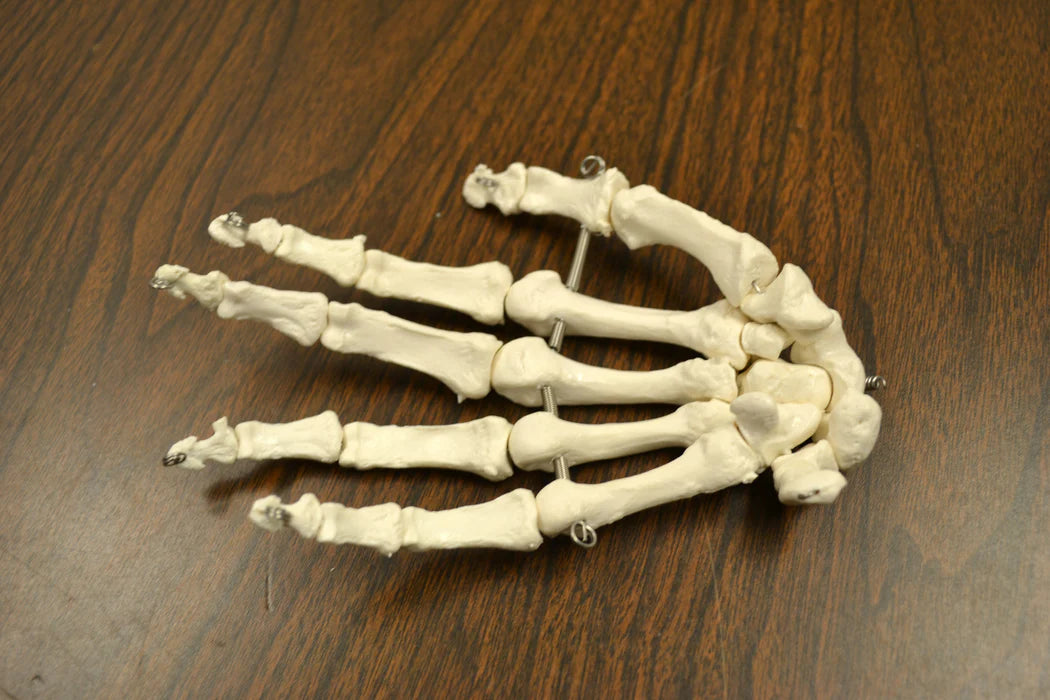 Life-Size Disarticulated Adult Human Skeleton