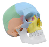 Didactic Human Adult Skull Model, 3 Part Color Coded