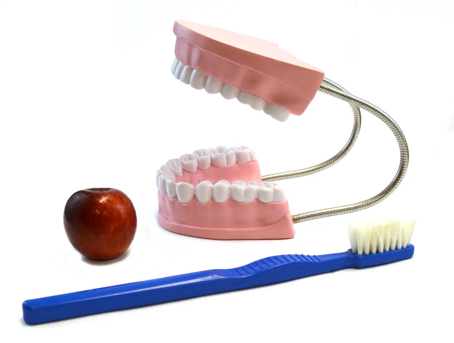 Oversized Dental Care Model with 14.5" Tooth Brush