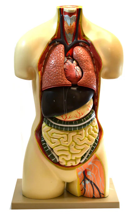 Human Torso Model without Head, 8 Parts