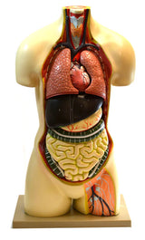 Human Torso Model without Head, 8 Parts