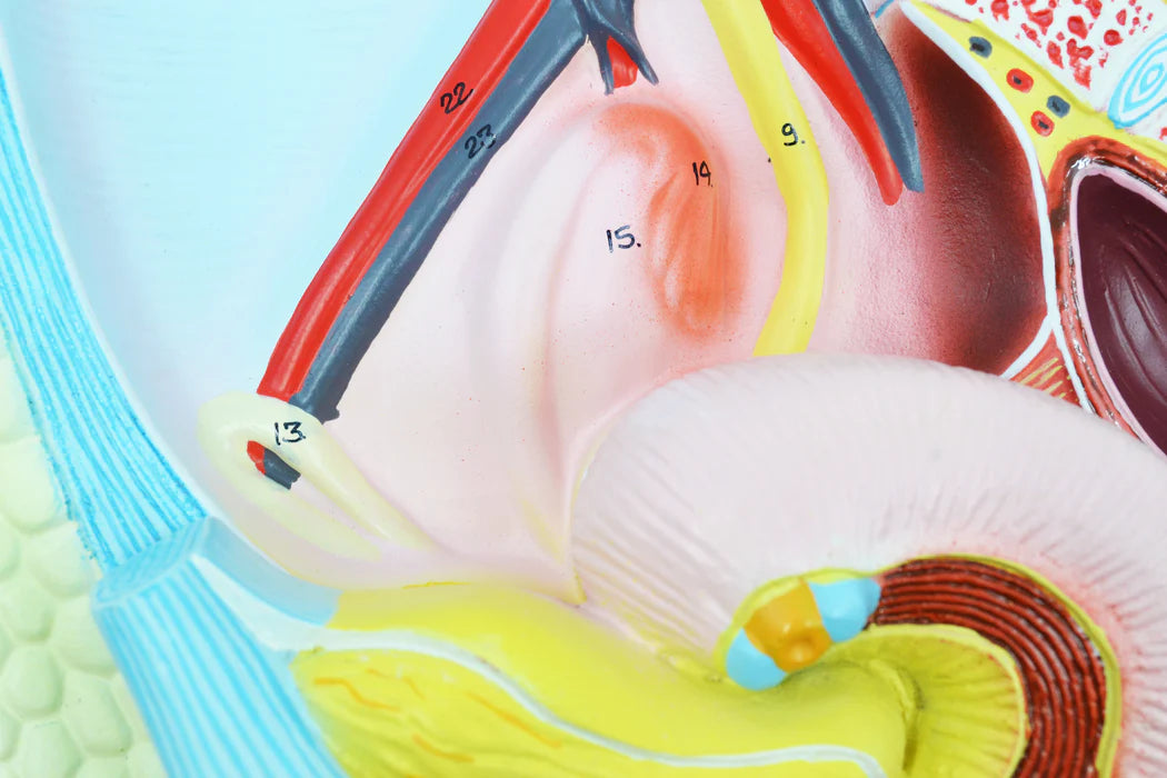 Female Pelvis Model with Removable Bladder and Rectum