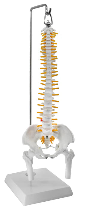 Spinal Columns 45cm Hanging Type Mini