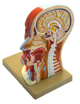 Life-Size Human Head Model, Median Section