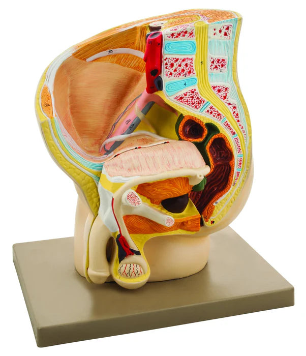 Male Pelvis Model, 2 Parts