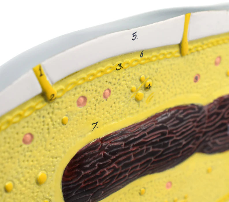 Bacteria Cell Structure Model, 10 Labeled Structures with Key Card