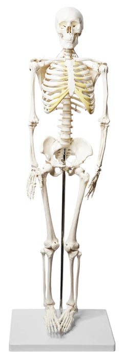 Human Skeleton Model Half Size Articulated Mandible, Rod Mounted