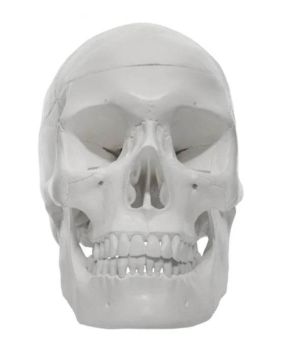 Human Adult Skull Anatomical Model, 3 Part