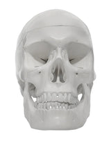 Human Adult Skull Anatomical Model, 3 Part