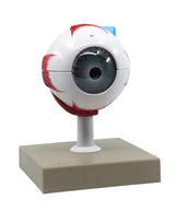 Eye Model 3x Enlarged, 7 Parts