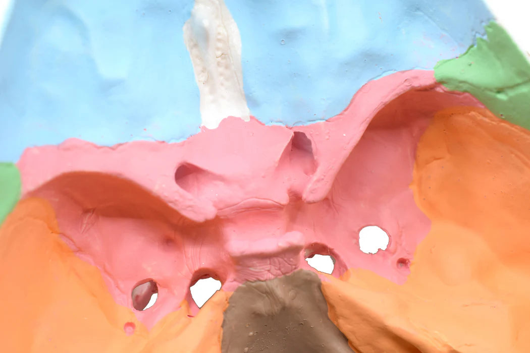Didactic Human Adult Skull Model, 3 Part Color Coded