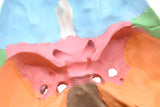 Didactic Human Adult Skull Model, 3 Part Color Coded