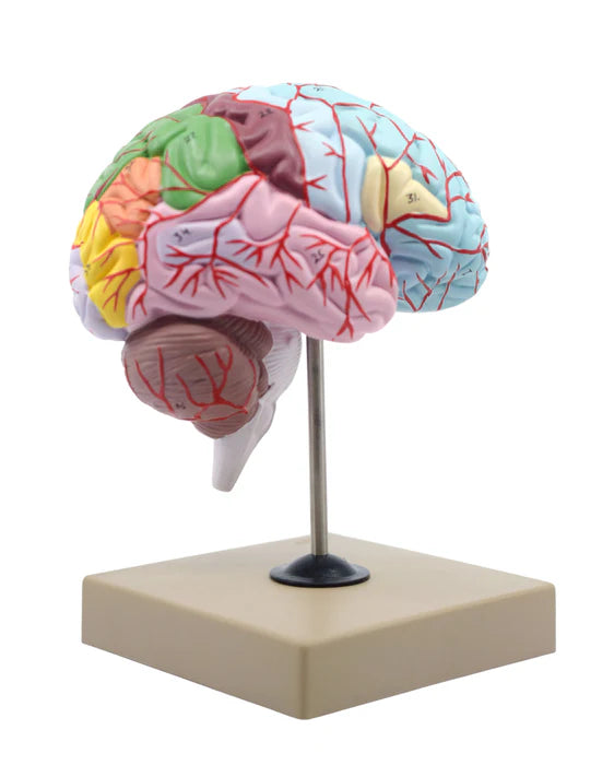 Human Half Brain Model Life-Size Cross Section