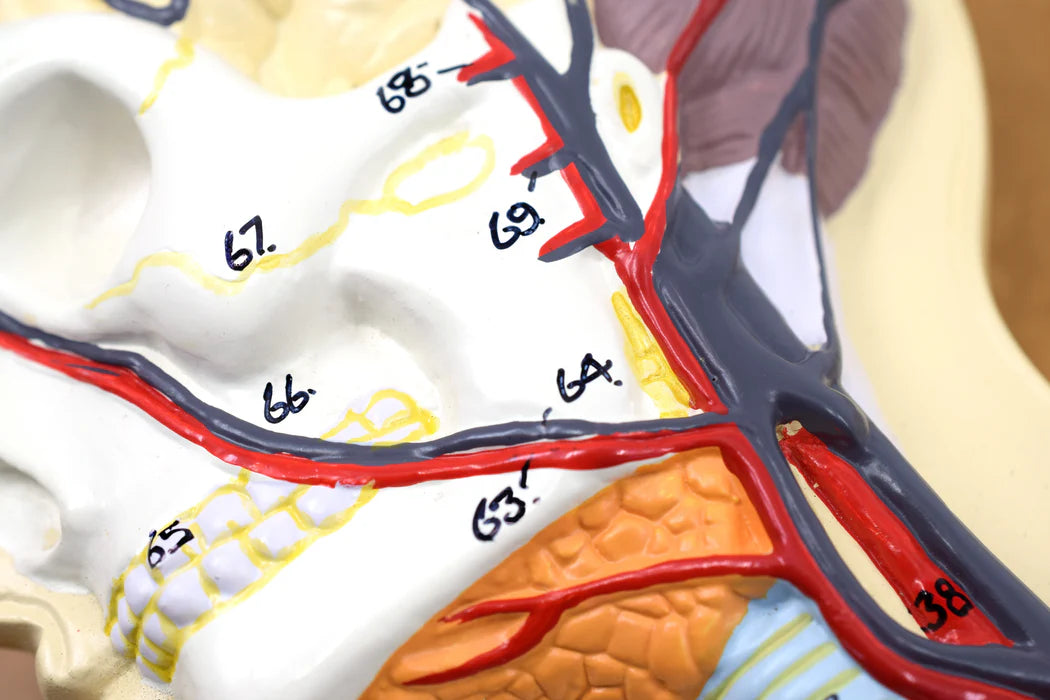 Human Circulatory System Model Hand Painted