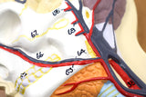 Human Circulatory System Model Hand Painted