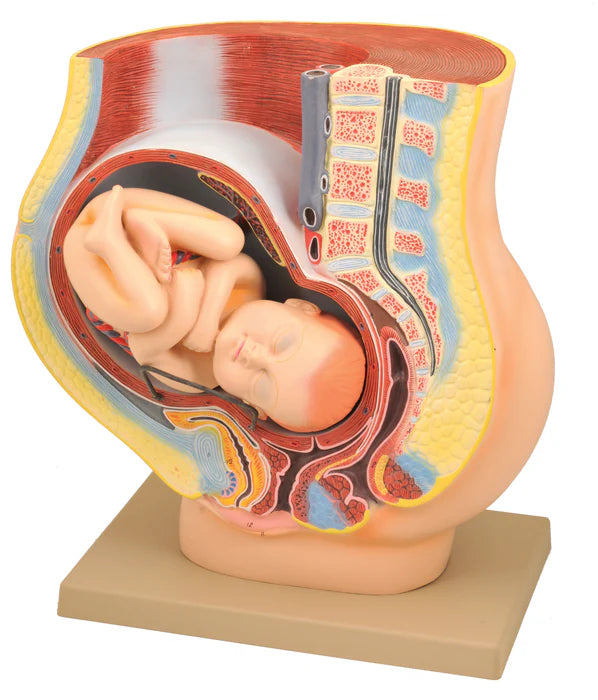 Female Pelvis with Full Term Removable Fetus