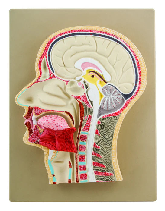 Life-Size Human Head Model Half Median Section