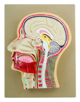 Life-Size Human Head Model Half Median Section