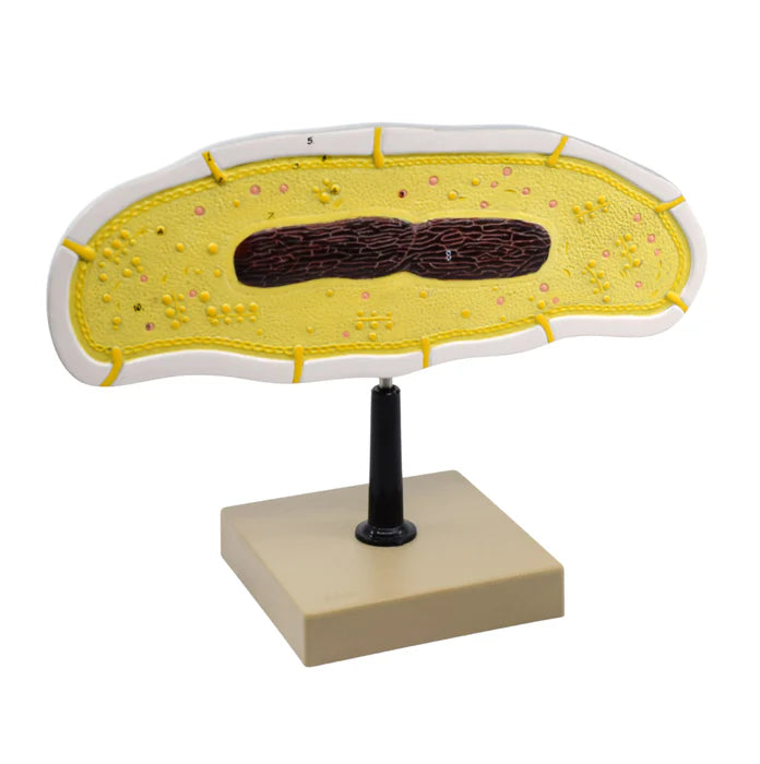 Bacteria Cell Structure Model, 10 Labeled Structures with Key Card