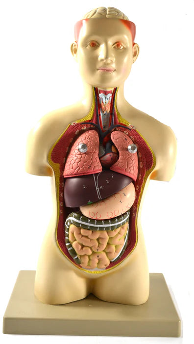 Human Torso Half Size with Head - 7 Parts