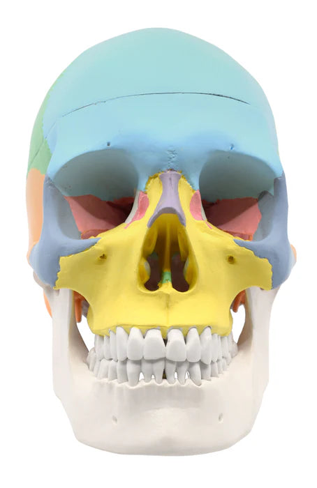 Didactic Human Adult Skull Model, 3 Part Color Coded