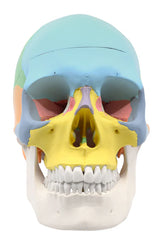Didactic Human Adult Skull Model, 3 Part Color Coded