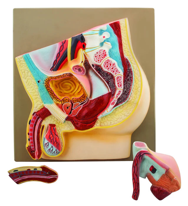 Male Pelvis Section Model, Life-Size, 3 Parts