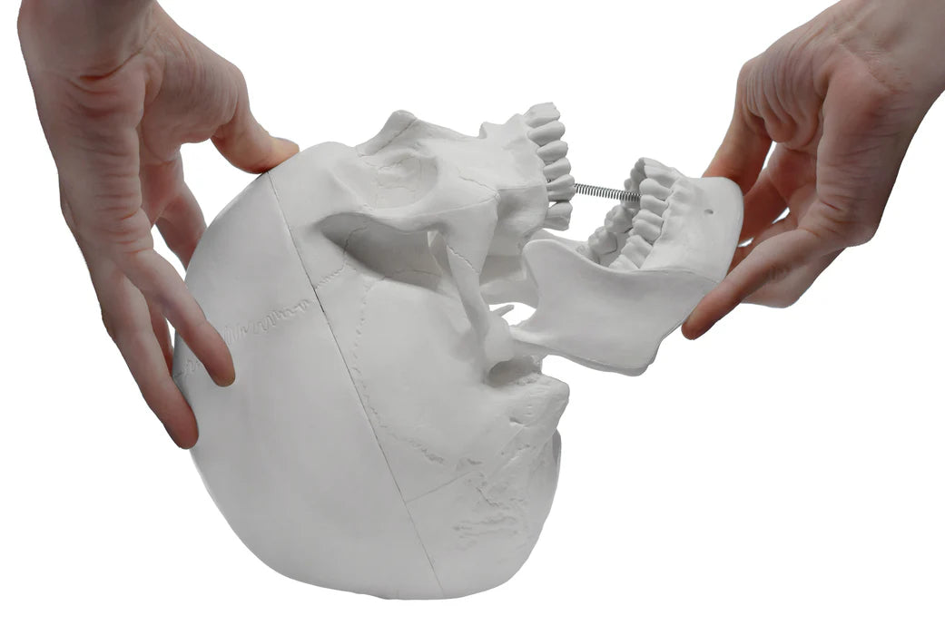 Human Adult Skull Anatomical Model, 3 Part