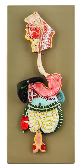 Human Digestive System Model, 2 Parts