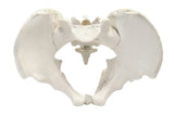 Life-Size Male Pelvis Model, 3D Rendering