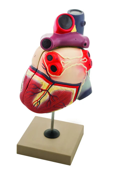 Enlarged Human Heart Model, 2 Parts