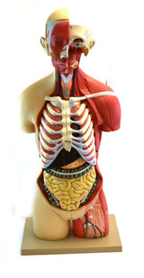 Life-Size Premium Human Torso with Muscles and Open Back, 19 Parts