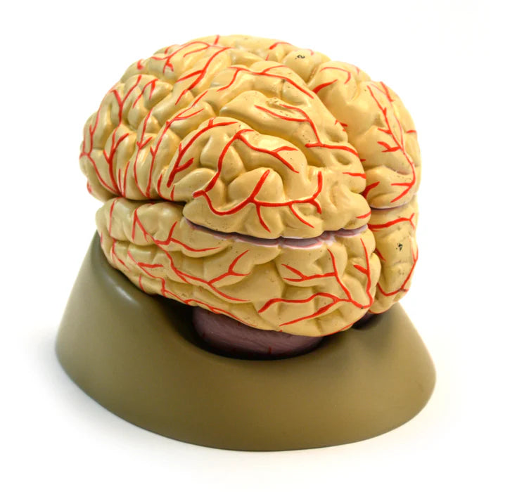 Human Brain with Arteries - 8 parts