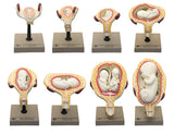 Embryo/Fetus Development in Utero Model Set